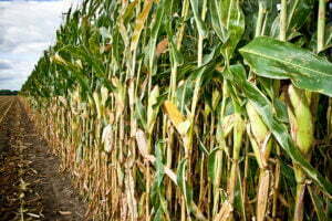 our non-GMO corn in the field